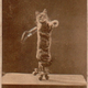 Image for article titled Even in the 1870s, humans were obsessed with ridiculous photos of cats